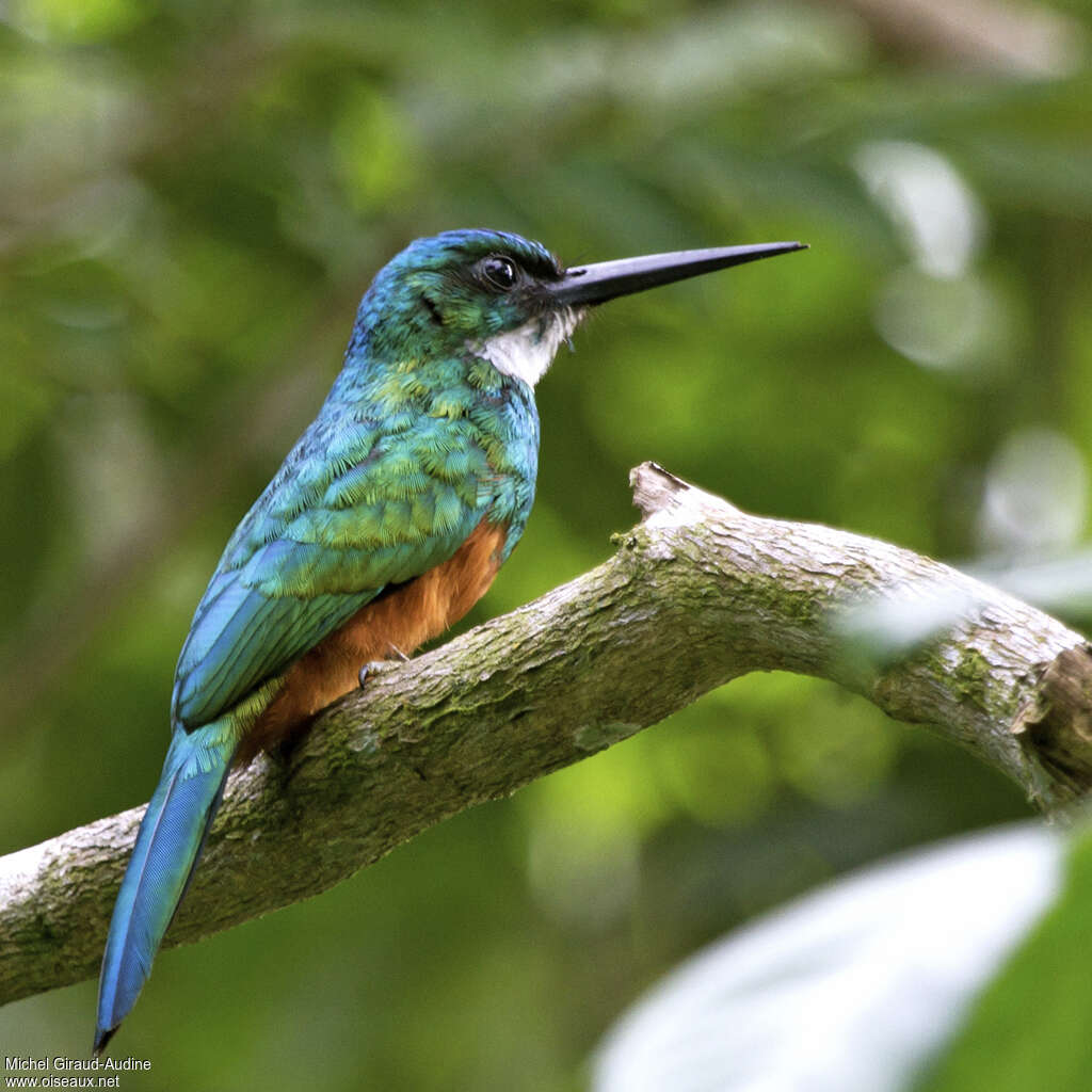 Jacamar vert femelle adulte