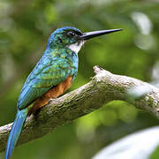 Green-tailed Jacamar