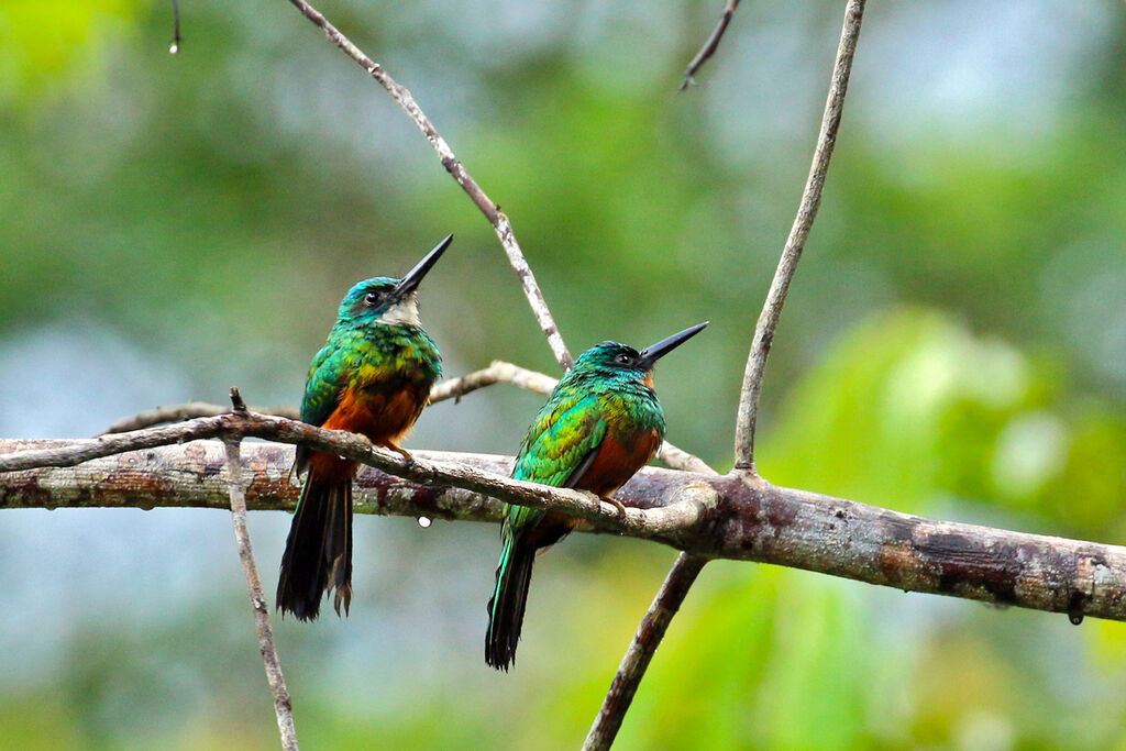 Jacamar vertadulte