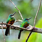 Jacamar vert
