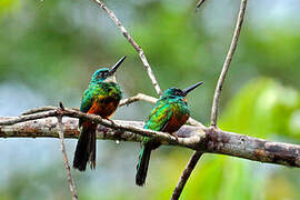 Green-tailed Jacamar