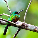 Jacamar vert