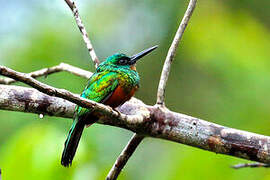 Green-tailed Jacamar