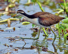 Wattled Jacana