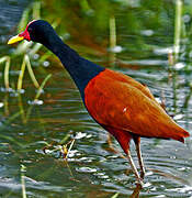 Wattled Jacana