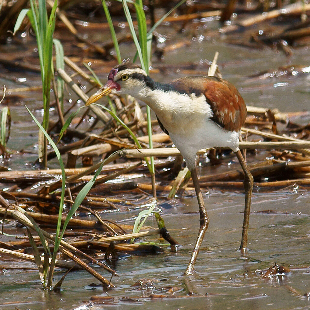 Jacana noirjuvénile