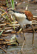 Wattled Jacana