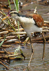 Jacana noir