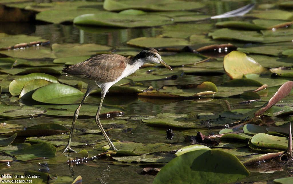 Jacana noirimmature, identification