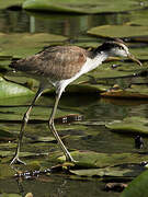 Wattled Jacana