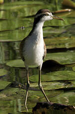 Jacana noir