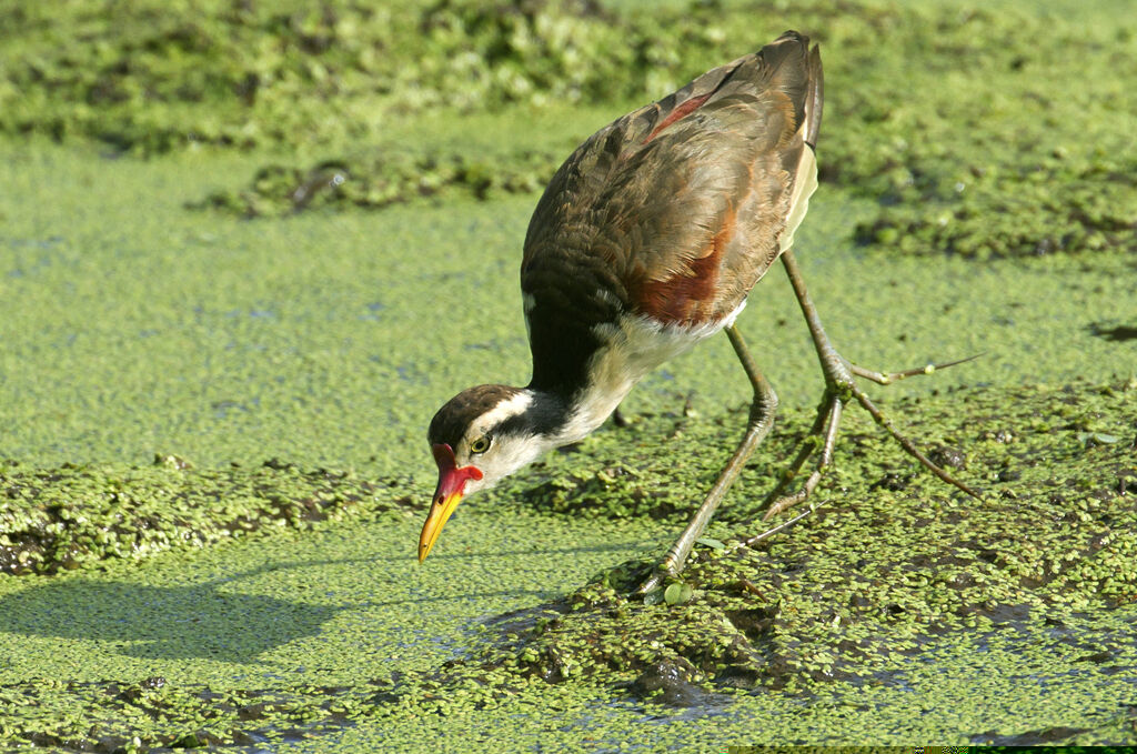 Jacana noirimmature