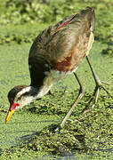 Wattled Jacana