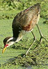 Jacana noir