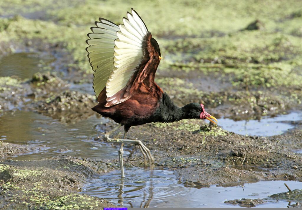 Wattled Jacana