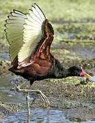 Wattled Jacana