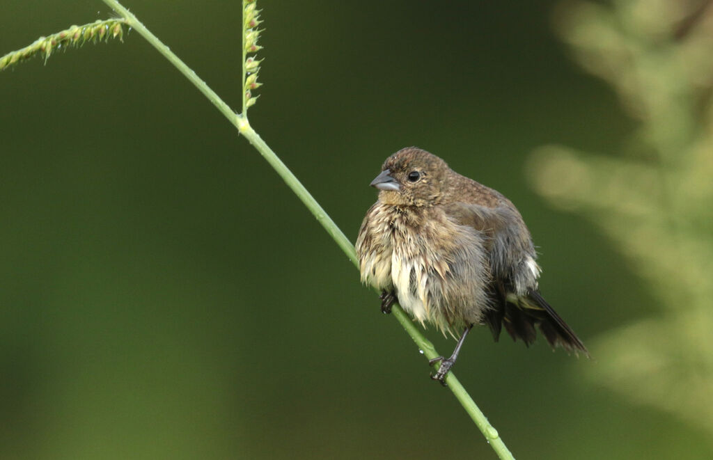 Blue-black Grassquit female juvenile