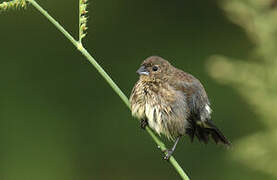 Blue-black Grassquit