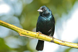 Blue-black Grassquit