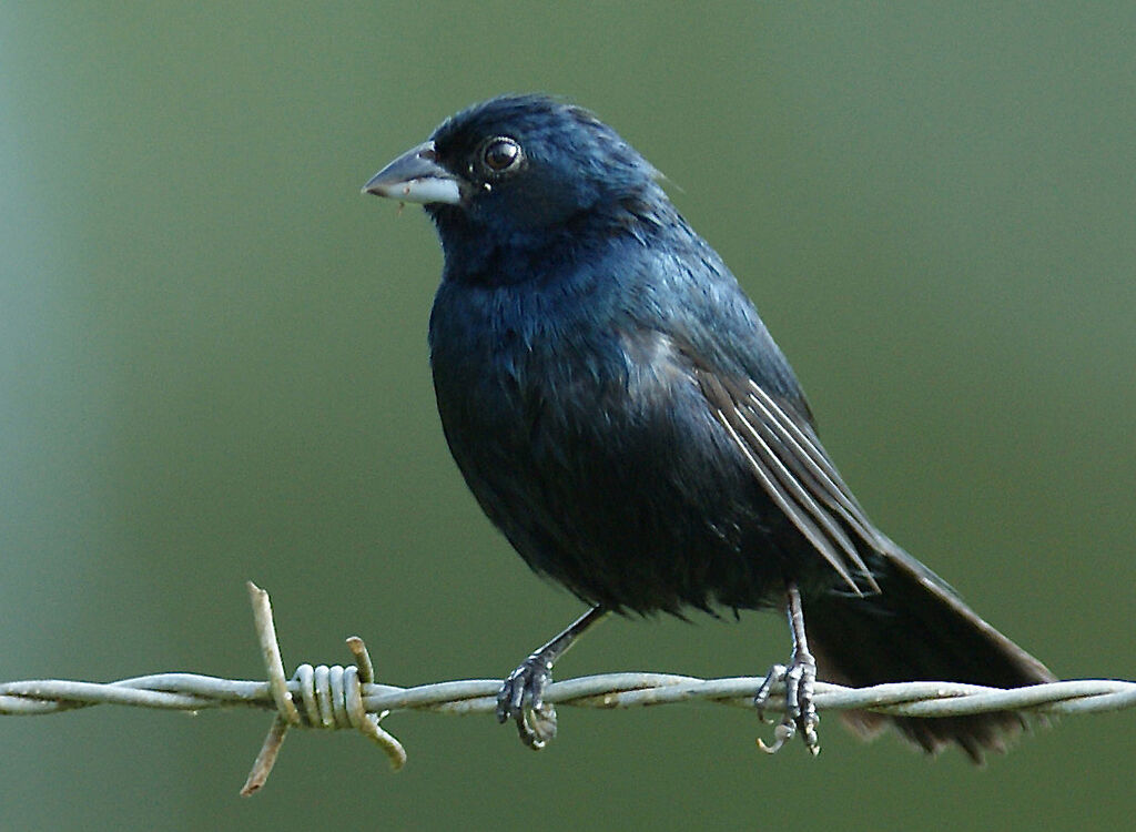 Blue-black Grassquit