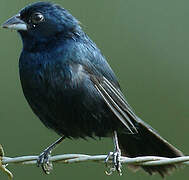 Blue-black Grassquit