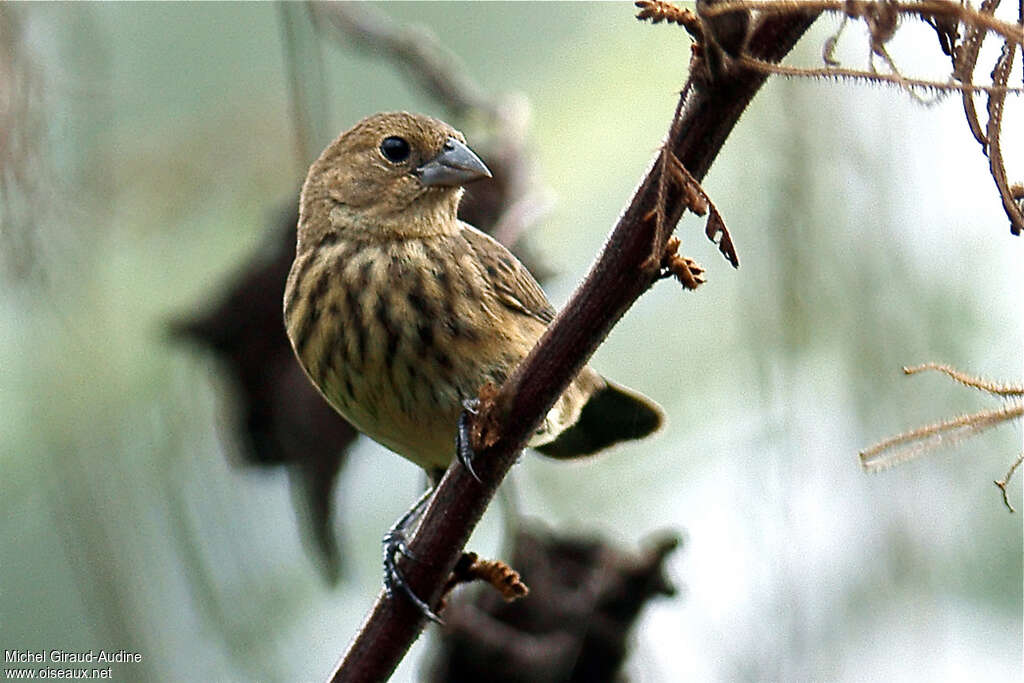 Blue-black Grassquit female adult, identification