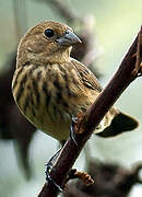 Blue-black Grassquit