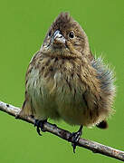 Blue-black Grassquit