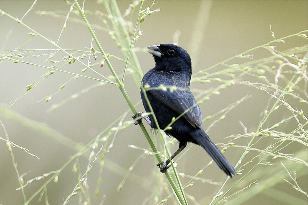 Blue-black Grassquit male adult, feeding habits