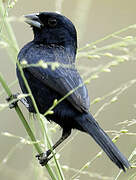 Blue-black Grassquit