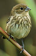 Blue-black Grassquit