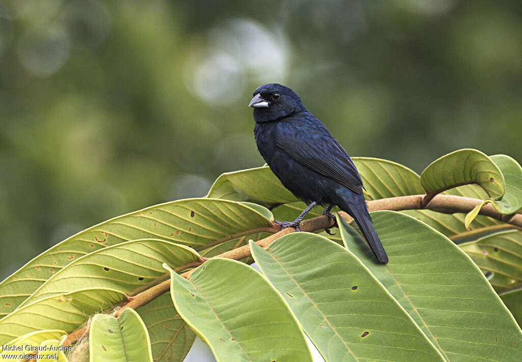 Blue-black Grassquit male adult, identification