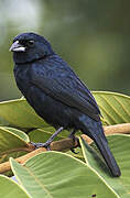 Blue-black Grassquit