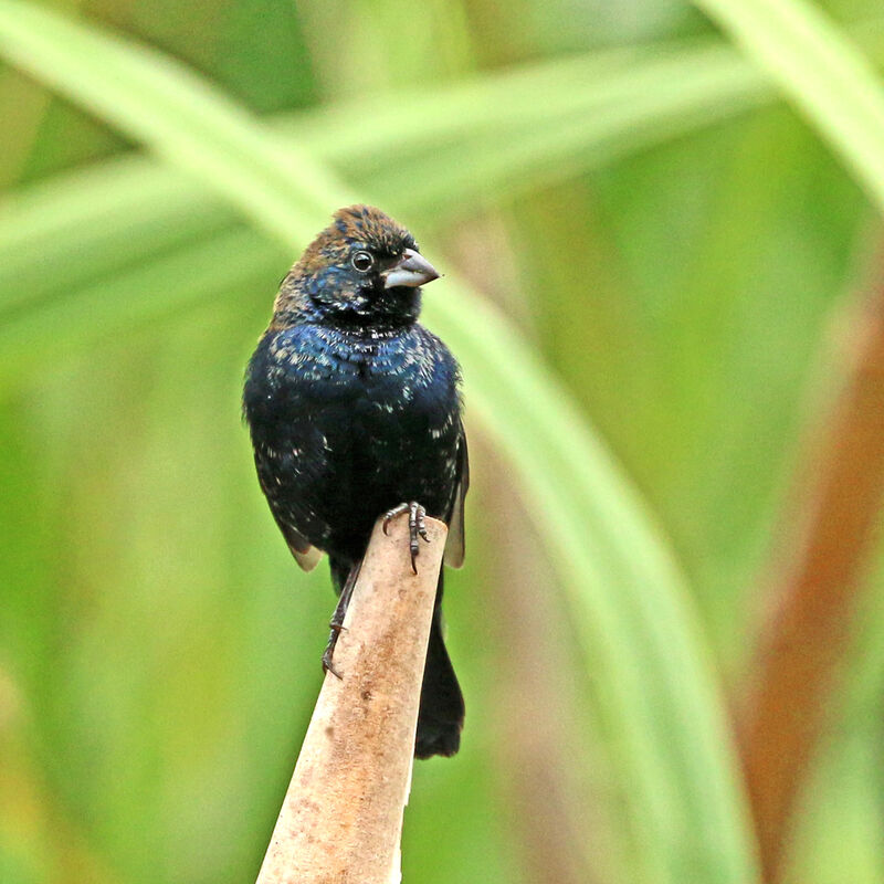 Blue-black Grassquit male immature