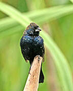 Blue-black Grassquit