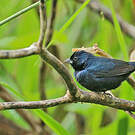 Jacarini noir