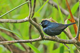 Blue-black Grassquit