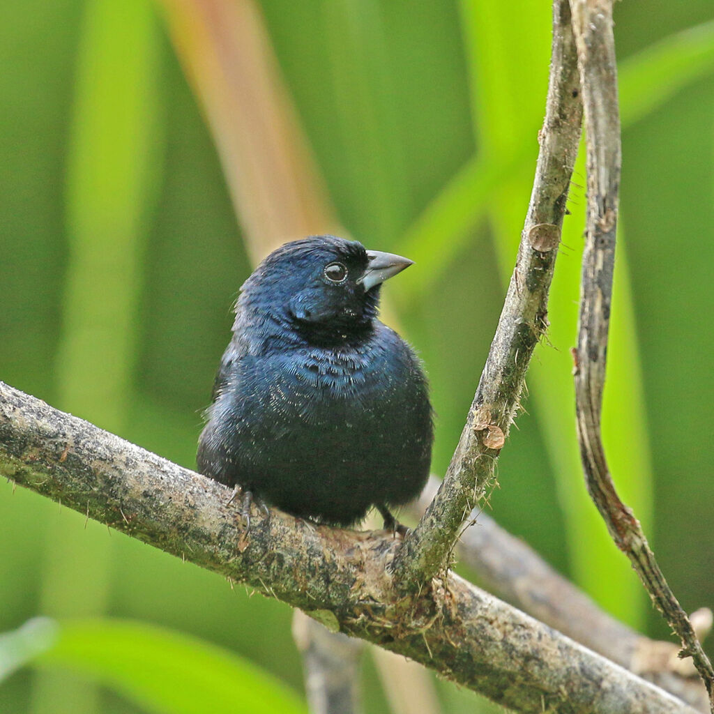 Jacarini noir mâle adulte