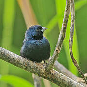 Blue-black Grassquit