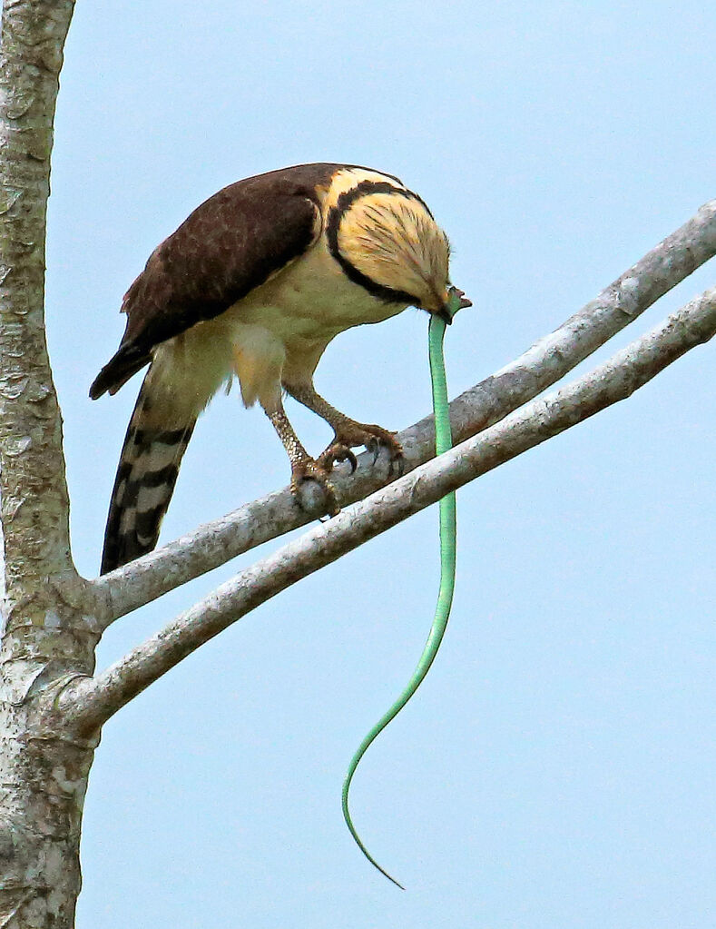 Macagua rieuradulte, mange