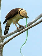 Laughing Falcon