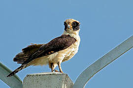 Laughing Falcon