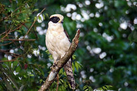 Laughing Falcon