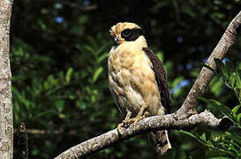 Laughing Falcon