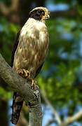 Laughing Falcon