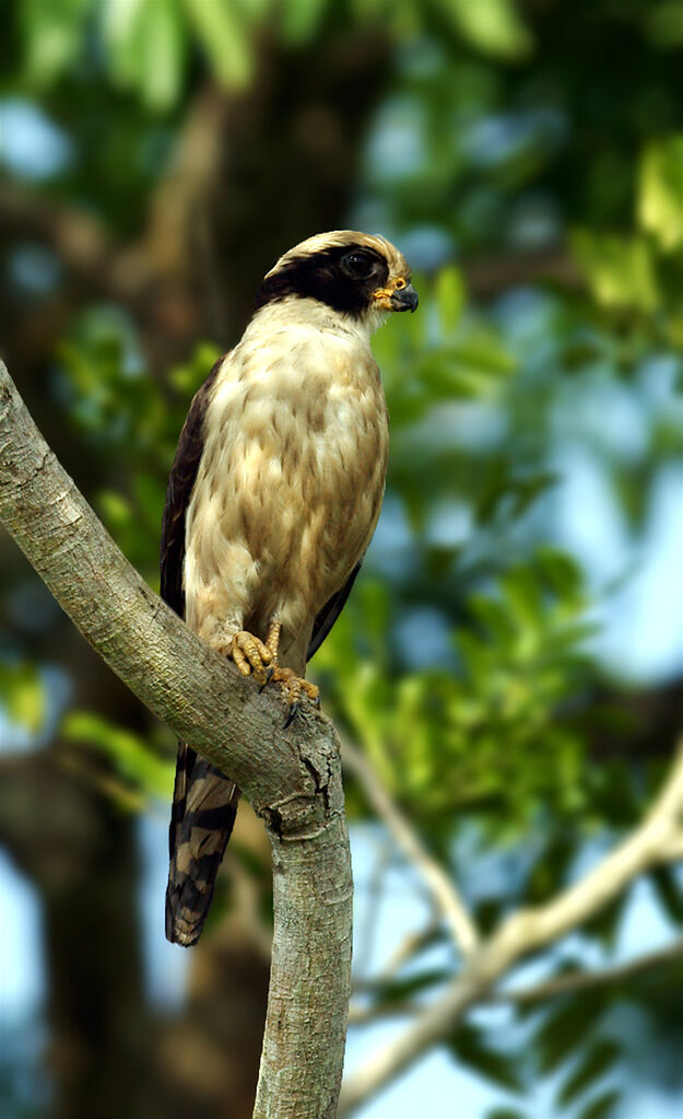 Laughing Falcon, identification