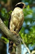 Laughing Falcon