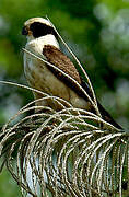 Laughing Falcon