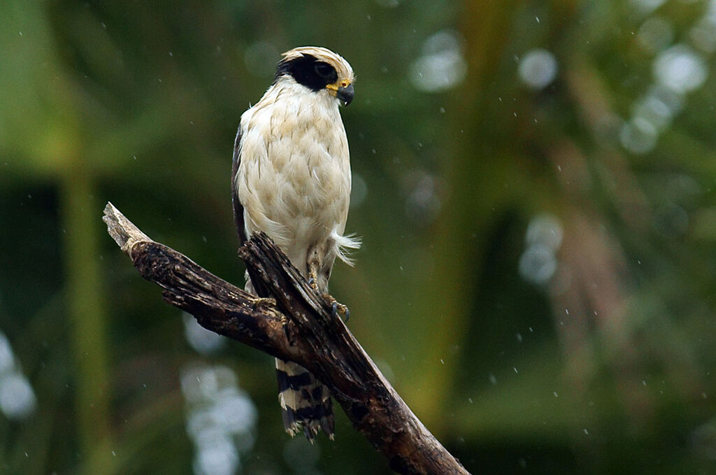 Laughing Falcon