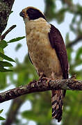 Laughing Falcon